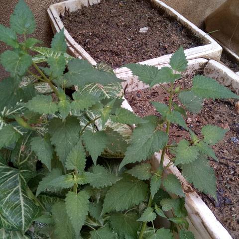 藿香鲫鱼的做法大全的长尾关键词有什么