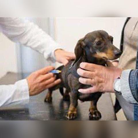 保定市养宠物哪里好