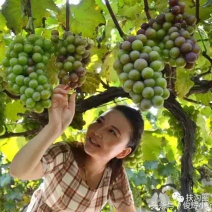 西安葡萄城信息技术有限公司相关长尾关键词有哪些