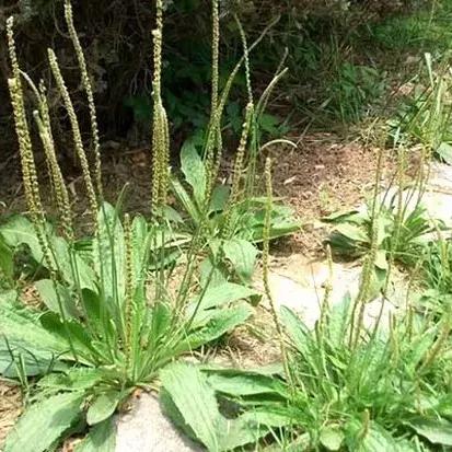 回河南农村干什么挣钱好