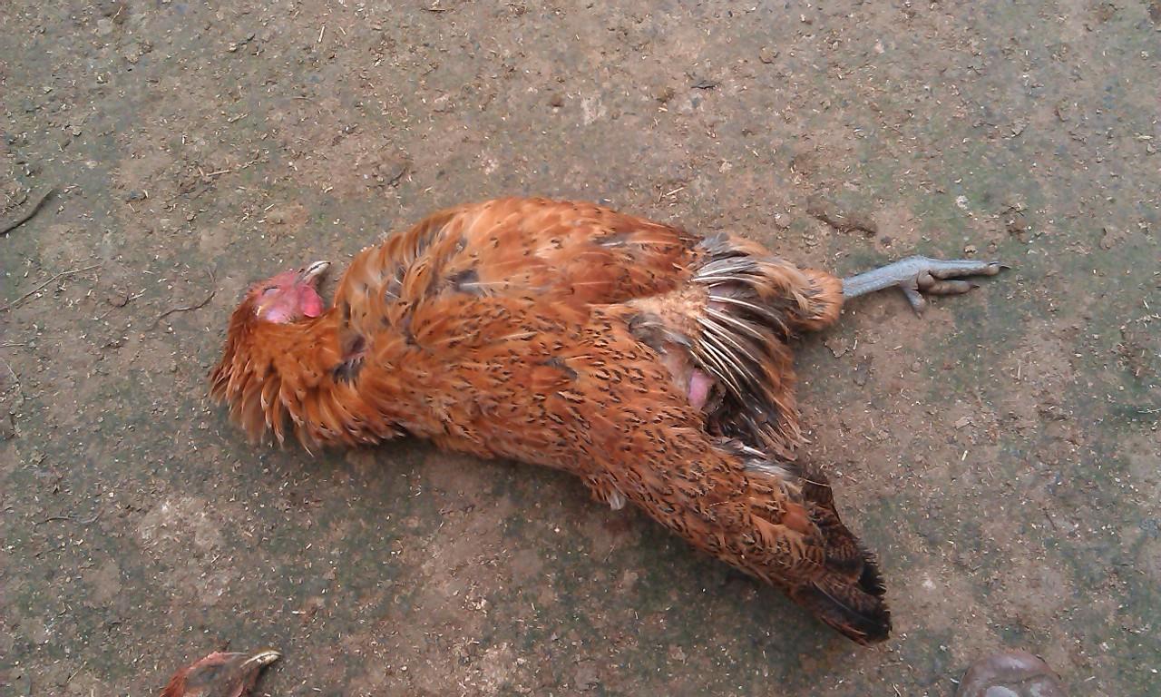 夜梦黄鼠狼，现实相遇，梦境与巧合的奇妙交织