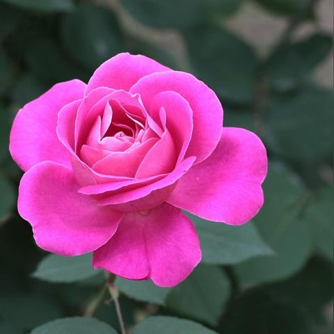 河北省邯郸市是什么市花