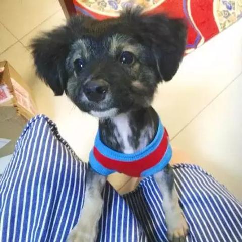 上海小狗游玩景点有哪些
