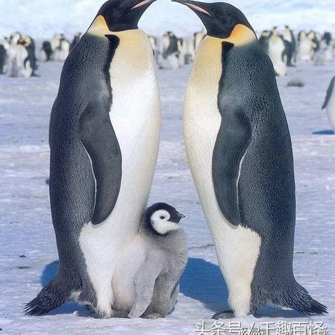 宁波大象的长尾关键词有什么