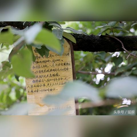 河南农村路边种什么树好