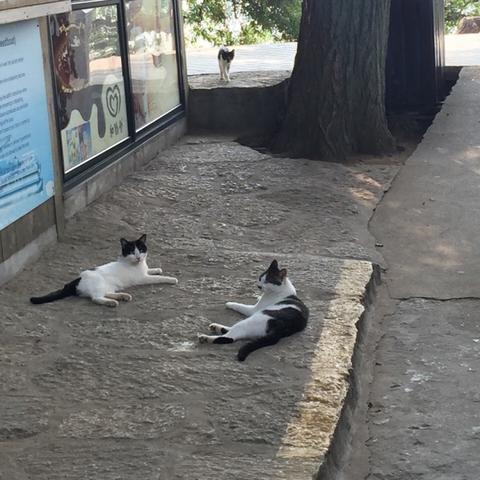 无锡市橘猫领养中心的长尾关键词有什么