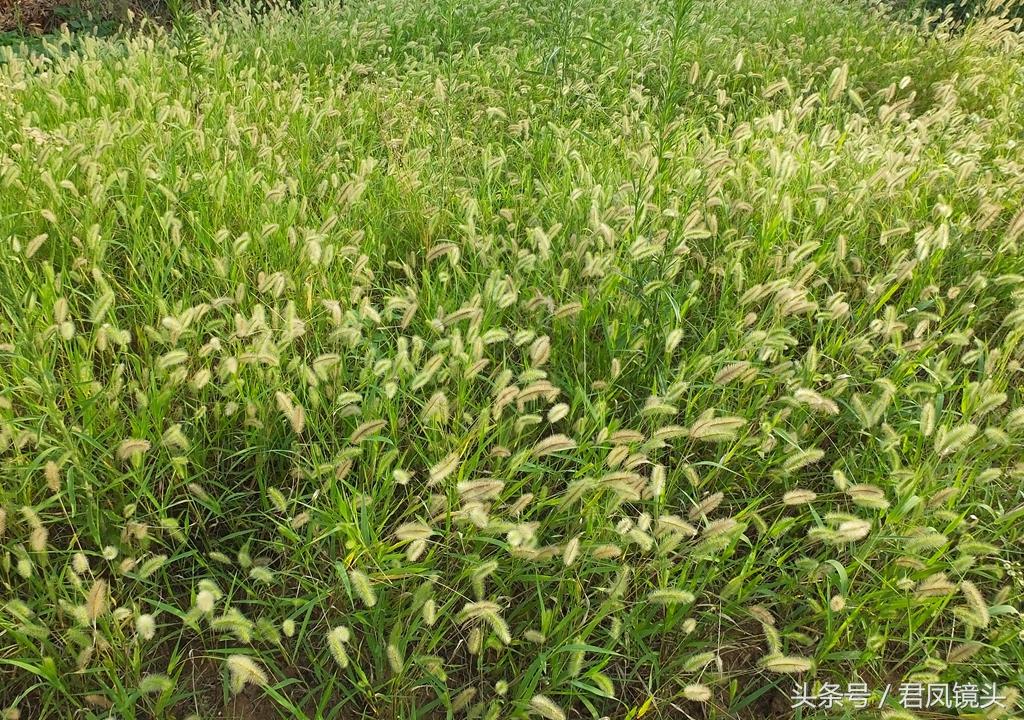 靠风传播种子的植物,什么花的种子被风吹会怎么样?