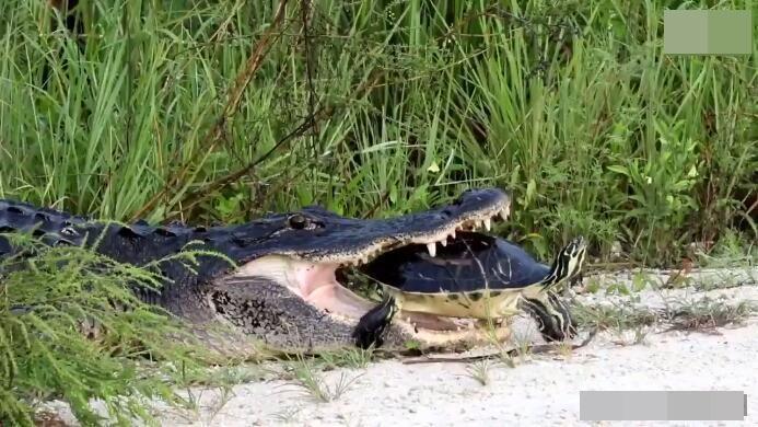 梦境解析,为何会梦到鳄鱼把乌龟吃了? 梦境解析,为何会梦到鳄鱼把乌龟吃了?