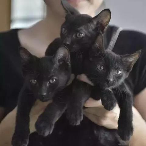 上海猫咪救援机构有哪些