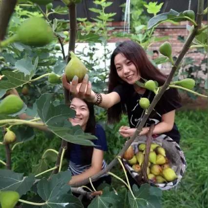 成都市卖蜜蜂的地方有哪些