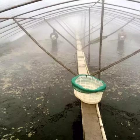 南通市哪里有对虾苗出售