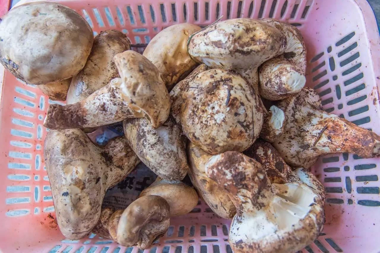 美食云什么（跃臣云专家美食版怎么点菜）
