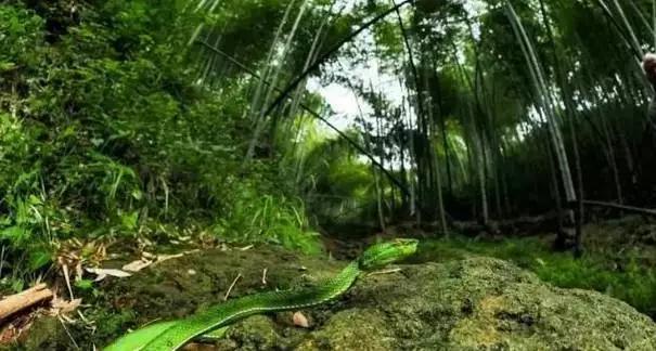 梦境解析,梦见自己在菜地被很多蛇咬手 梦境解析,梦见自己在菜地被很多蛇咬手