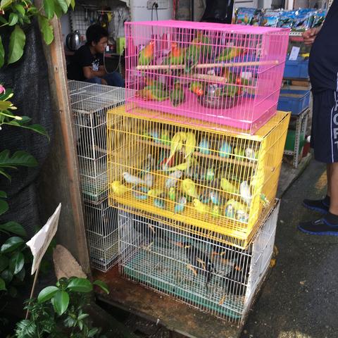 南宁市哪个花鸟市场很全