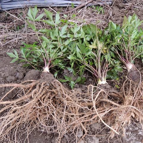 兰州到岷县汽车票的相关长尾关键词有哪些