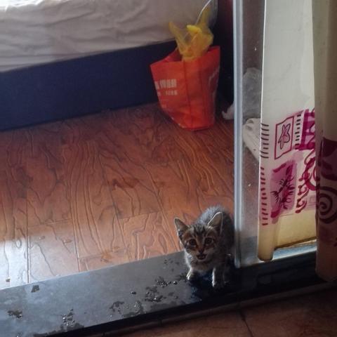 福建话赖猫是什么意思