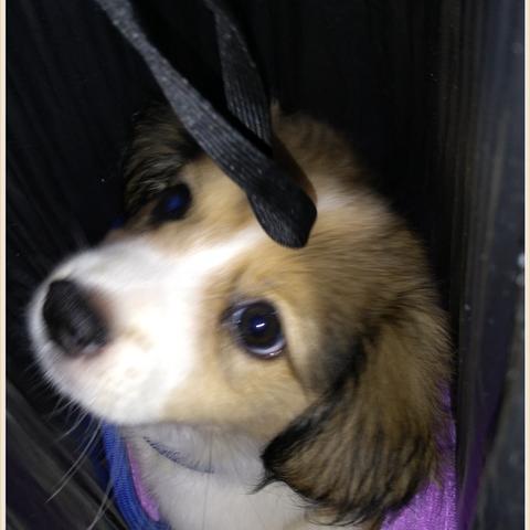 深圳可以养的大型犬有哪些？