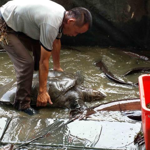 泉州市吃甲鱼的饭店的长尾关键词有什么