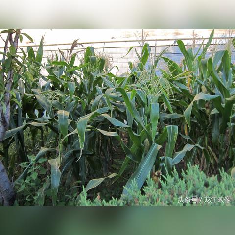 【哈尔滨今日蔬菜价格】2025年5月12日哈尔滨蔬菜价格是多少