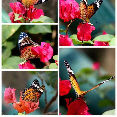 厦门金砖会议内容的相关长尾关键词有哪些