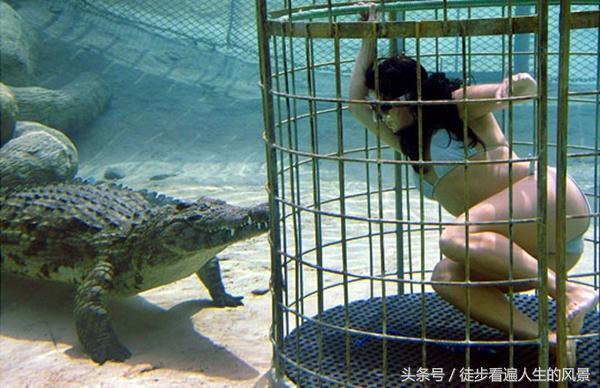 梦境探秘,与鳄共舞的奇遇与自我发现之旅 梦境探秘,与鳄共舞的奇遇与自我发现之旅