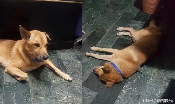 梦境迷思，梦见被已故爱犬咬伤与水的交织寓意