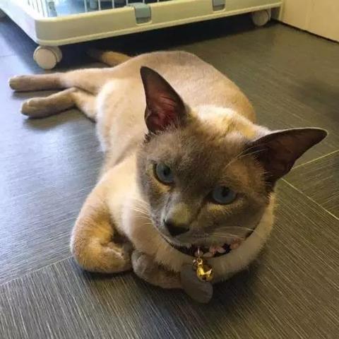 济南市中附近哪里有上门收猫的