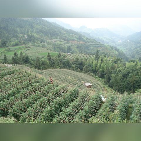 桂林至西安沙糖桔运费相关长尾关键词有哪些