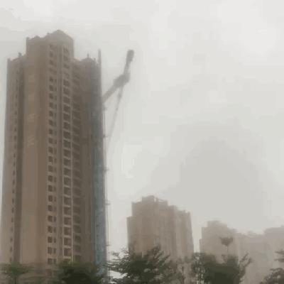 广州市为什么砍树