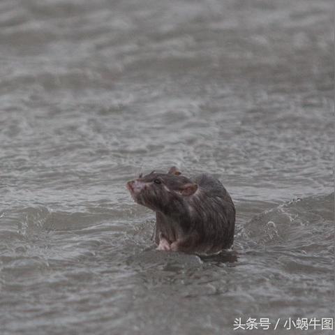9月23日生肖鼠运势(9月23日生肖鼠运势怎么样)