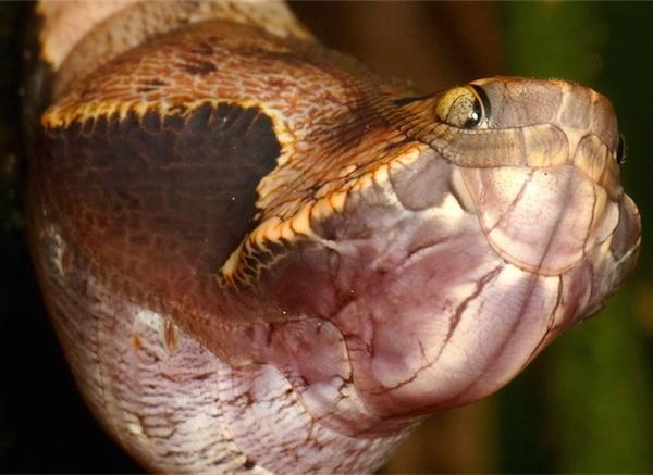 梦境解析，梦见我把蛇打死了，还是蛇头的深层含义