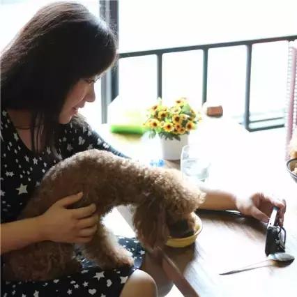 沈阳宠物节相关长尾关键词有哪些