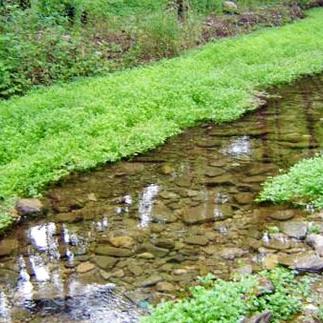 潍坊市柿子品种有多少