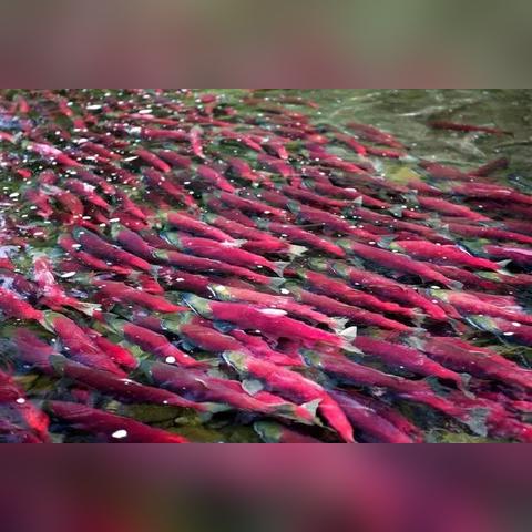 广州溪流野餐相关长尾关键词有哪些