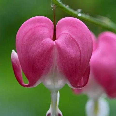 福建花世界集团有限公司的相关长尾关键词有哪些