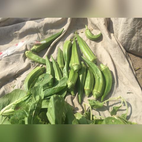 过冬小油菜什么时间种植