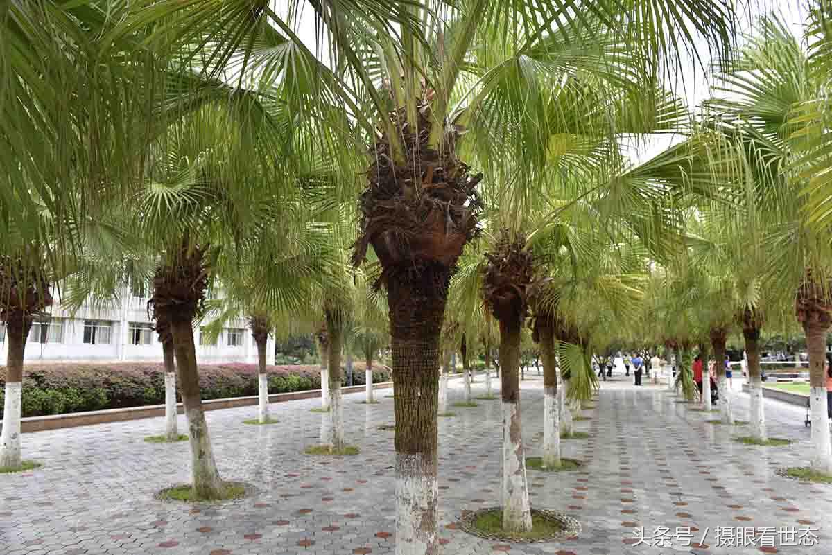 庭院常绿小乔木,农村庭院适合种植板栗树吗?