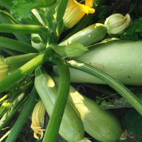 山东菏泽市种植面积多少