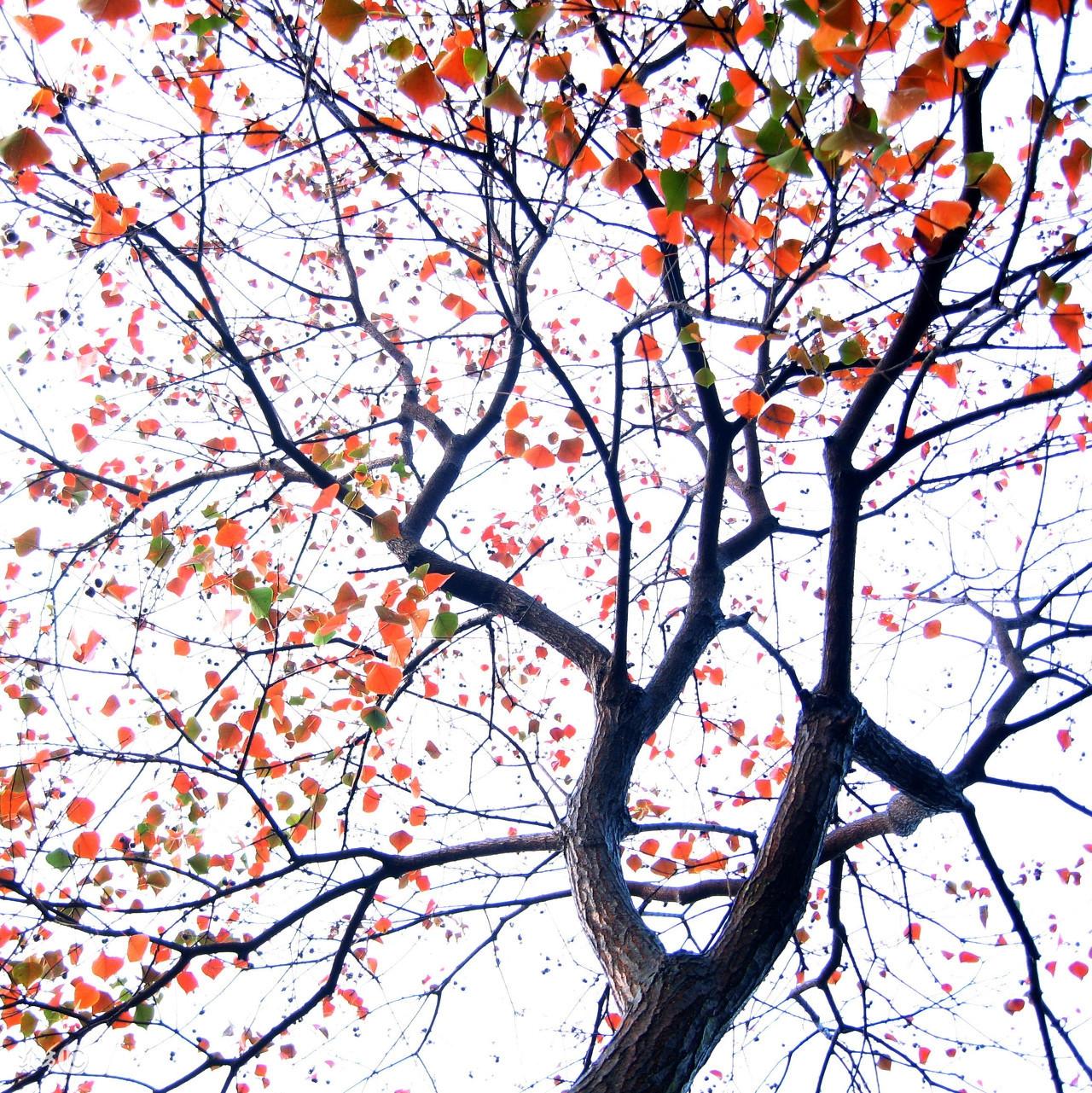 周公解梦，坟地之谜，探寻梦境深处的隐秘信号