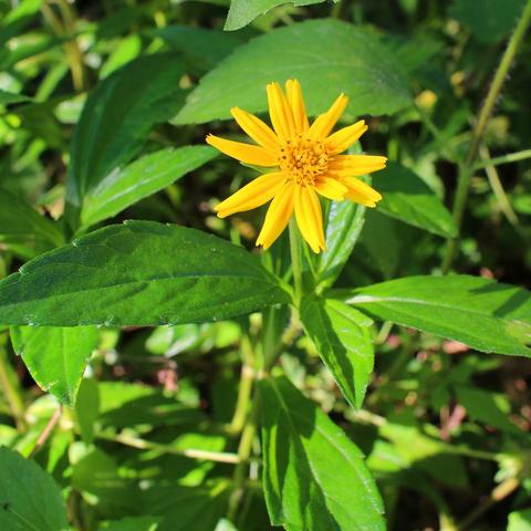 沈阳辽宁中医痔疮相关长尾关键词有哪些