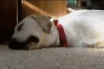 梦到被人追杀,解密梦境背后的心理暗示与寓意 梦到被人追杀,解密梦境背后的心理暗示与寓意