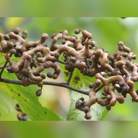 广东和河南一本哪个好