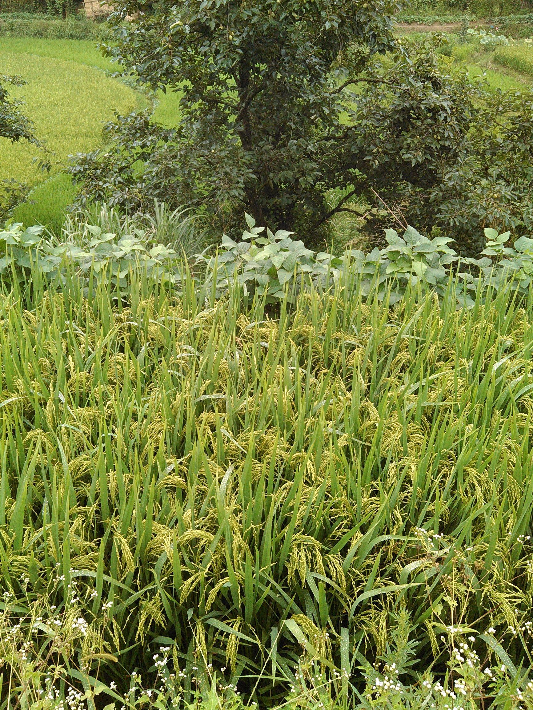 间隔性的梦境，冷清婚礼下的内心独白——解析我连续三天梦见自己结婚的深层含义