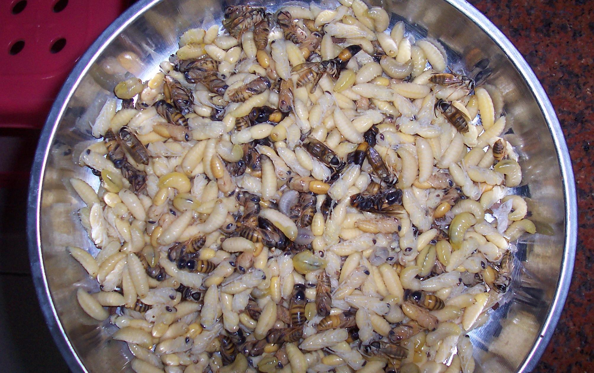 城里卖什么美食好做（想回家做点生意）