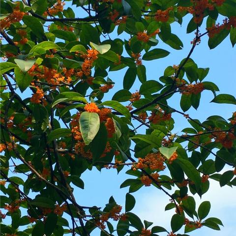 桂林看牙疼哪家医院好相关长尾关键词有哪些