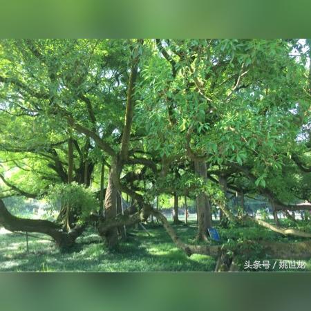 桂林有榕树相关长尾关键词有哪些