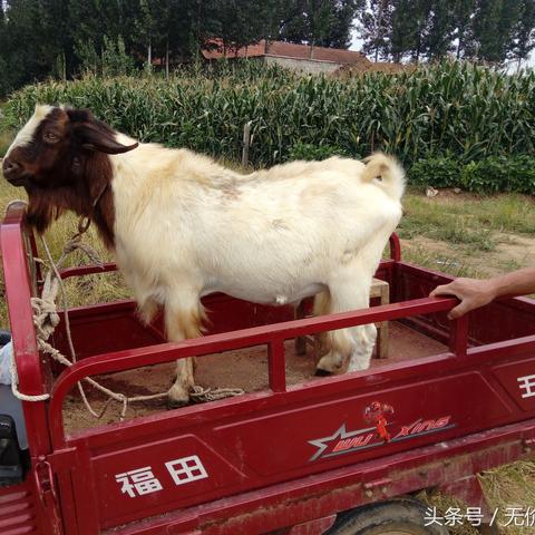 河南哪有波尔山羊的相关长尾关键词有哪些