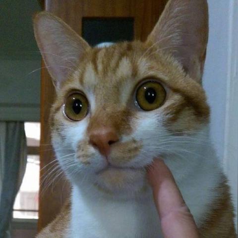 小黑猫领养合肥相关长尾关键词有哪些