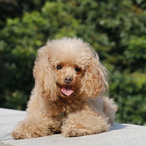 济南训犬师相关长尾关键词有哪些