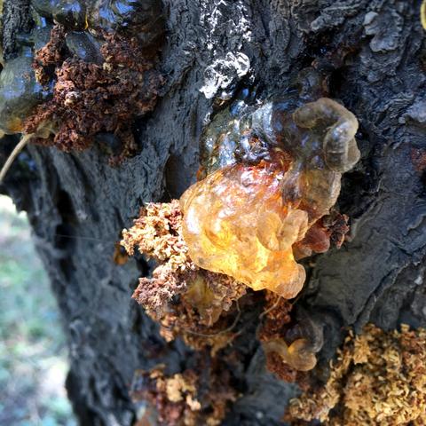 银耳汤有什么功效